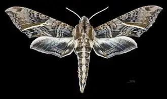 Eumorpha neuburgeri