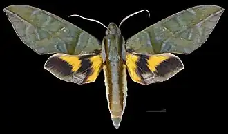 Eumorpha phorbas