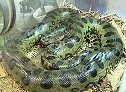 Große Anakonda Eunectes murinus