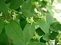 Blüten