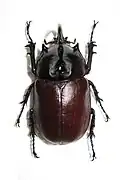 Eupatorus birmanicus (m)