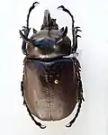 Eupatorus siamensis (m)