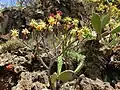 Im Tenogebirge auf Teneriffa