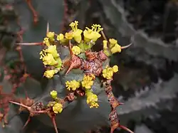 Blüten