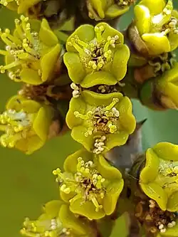 Blütendetail