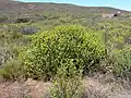 Euphorbia mauritanica am Nieuwoudtville-Wasserfall