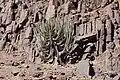 Euphorbia virosa (Namibische Giftwolfsmilch)