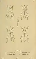 Euplectus duponti Figur 4