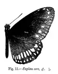 Euploea core (s. str.)