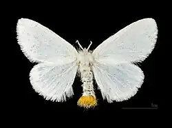 ♀