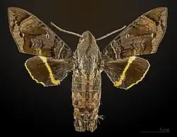 Eupyrrhoglossum sagra