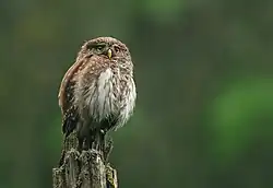 Sperlingskauz