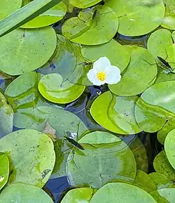 Europäischer Froschbiss – gefährdete Art der Stillgewässer