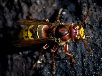 V. c. var. germana (Europa)