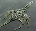„Ur-Schlangenstern“ Euzonosoma, Unterdevon, Rheinland-Pfalz