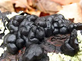 Exidia glandulosa (Syn.&nbsp;E.&nbsp;truncata), der Stoppelige Drüsling ist die Typusart der Gattung Exidia
