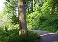 Exotenwald in Weinheim