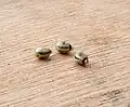 Eier der Australischen Gespenstschrecke (Extatosoma tiaratum)
