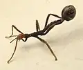 schlüpfende Australische Gespenstschrecke (Extatosoma tiaratum) mit Ei