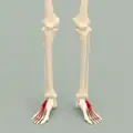Lage des Musculus extensor digitorum brevis