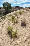 Vegetation auf den Sanddünen