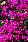 Blütenpracht, Bugainvillea