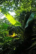 Bananen