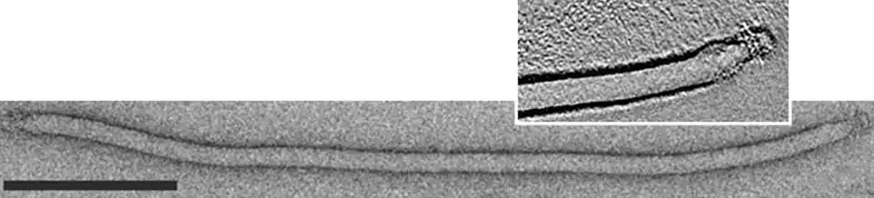 Acidianus filamentous virus 2