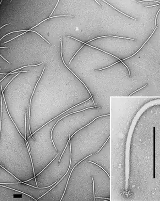 Sulfolobus islandicus filamentous virus (SIFV), Spezies Betalipothrixvirus hveragerdiense