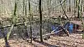 Bruchwald im Kiuser Gehege