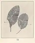 Potamogeton amplifolius, Blätter