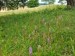 Orchideen-Aspekt am Erzberg nahe Dischingen