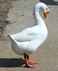 Weiße Höckergans