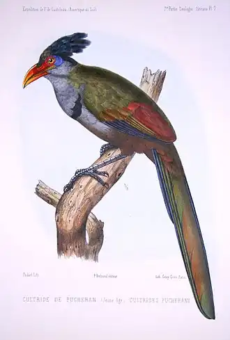 Rotschnabel-Grundkuckuck (Neomorphus pucheranii) gemalt von Paul Louis Oudart (1796–1860)