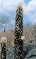 Facheiroa cephaliomelana subsp. estevesii mit Frucht an Trieb ohne Cephalium