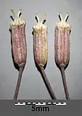 Früchte