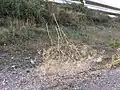 Steppenroller