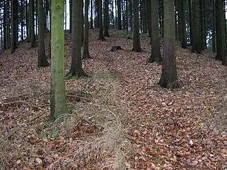 Kein Weg, nur dieser Trampelpfad weist den Weg zum Gipfel. Aufnahme, als er noch bewaldet war