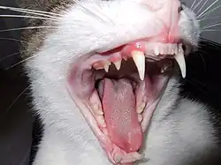 Katzengebiss, 30 bleibende Zähne, 26 Milchzähne