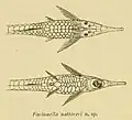 Farlowella nattereri illustriert von Franz Steindachner