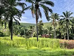 Landwirtschaft in Kagongo