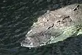 Leistenkrokodil (Crocodylus porosus)