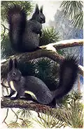 Sciurus vulgaris im Winterfell
