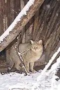 Rohrkatze