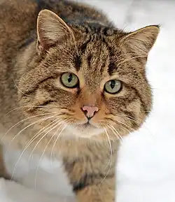 Europäische Wildkatze