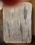 Platte mit einer Zeichnung aus Crero