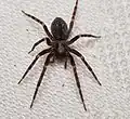 Dorsalansicht einer weiblichen Hauskräuselspinne