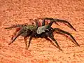 Lateralansicht einer weiblichen Hauskräuselspinne