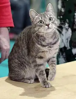 Weibliche Katze