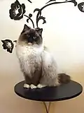 Ragdoll mit dem Farbmuster Mitted: Dieses ähnelt dem Farbmuster Colourpoint, mit Ausnahme der weißen Farbe von Pfoten, Kinn und Bauch.